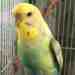 Budgerigar