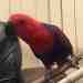 Eclectus