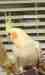 Cockatiel