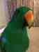 Eclectus