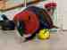 Eclectus