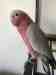 Galah Cockatoo