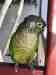 Conure