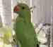 Indian Ringneck Parakeet