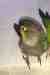 Conure