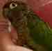 Conure