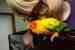 Conure