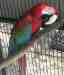 Macaw