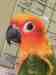 Conure