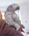 African Grey