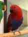 Eclectus