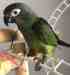 Conure