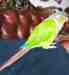 Conure