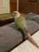 Conure