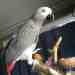 African Grey