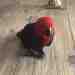 Eclectus
