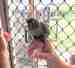 Conure