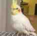 Cockatiel