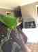 Conure