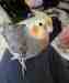 Cockatiel