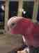 Galah Cockatoo