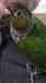 Conure