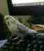 Budgerigar