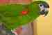 Macaw