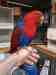 Eclectus