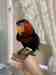 Lory / Lorikeet