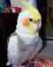 Cockatiel