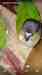 Conure