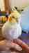 Cockatiel