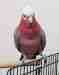 Galah Cockatoo