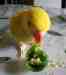 Indian Ringneck Parakeet