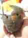 Cockatiel