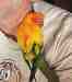 Conure