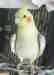 Cockatiel