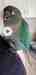 Conure