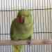 Indian Ringneck Parakeet