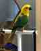 Conure