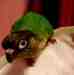 Conure