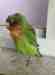 Lovebird