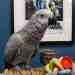 African Grey