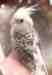 Cockatiel