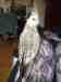 Cockatiel