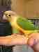 Conure