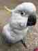 Cockatoo