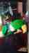 Eclectus