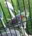 Cockatiel